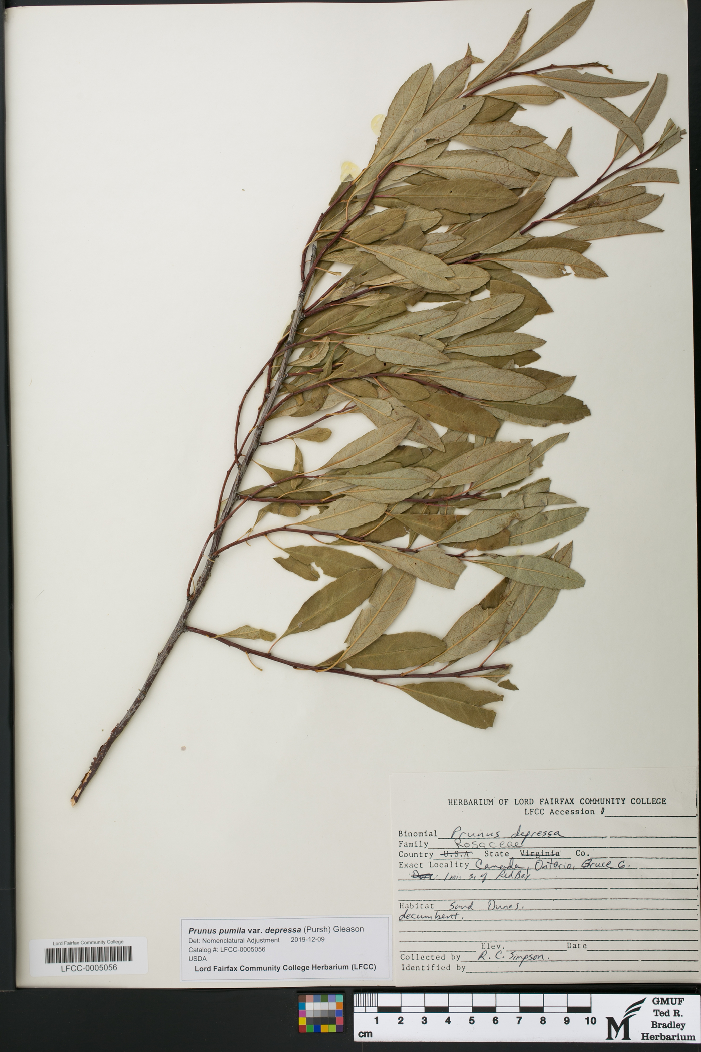 Prunus susquehanae image