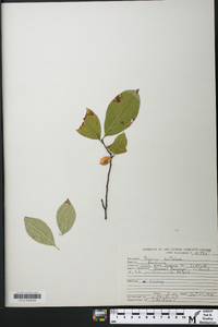 Prunus hortulana image