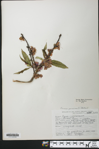 Prunus persica image