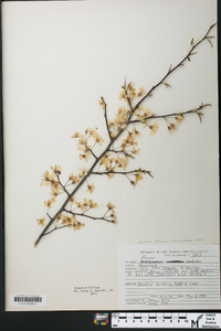 Prunus munsoniana image