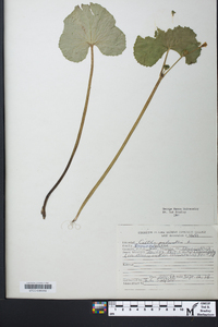 Caltha palustris image