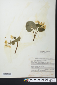 Caltha palustris image