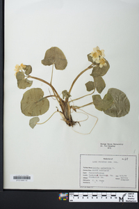 Caltha palustris image