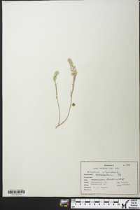 Alyssum alyssoides image