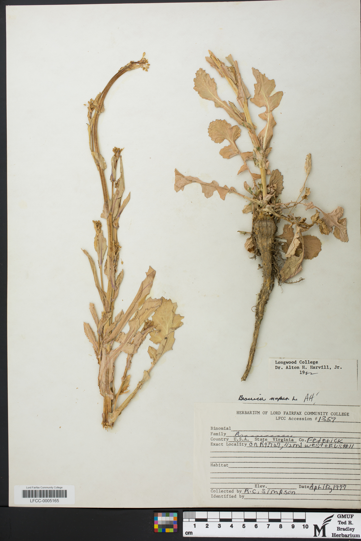 Brassica rapa var. rapa image