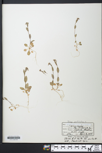 Microthlaspi perfoliatum image