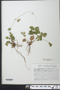 Potentilla canadensis image