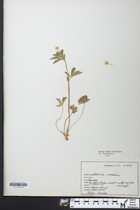 Potentilla canadensis image