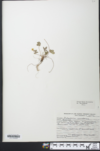 Potentilla canadensis image