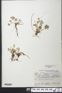 Potentilla canadensis image