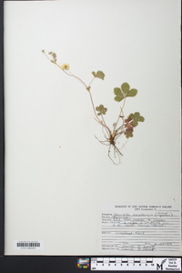 Potentilla canadensis image