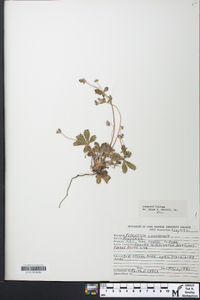 Potentilla canadensis image