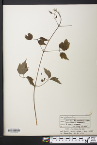 Clematis ochroleuca image