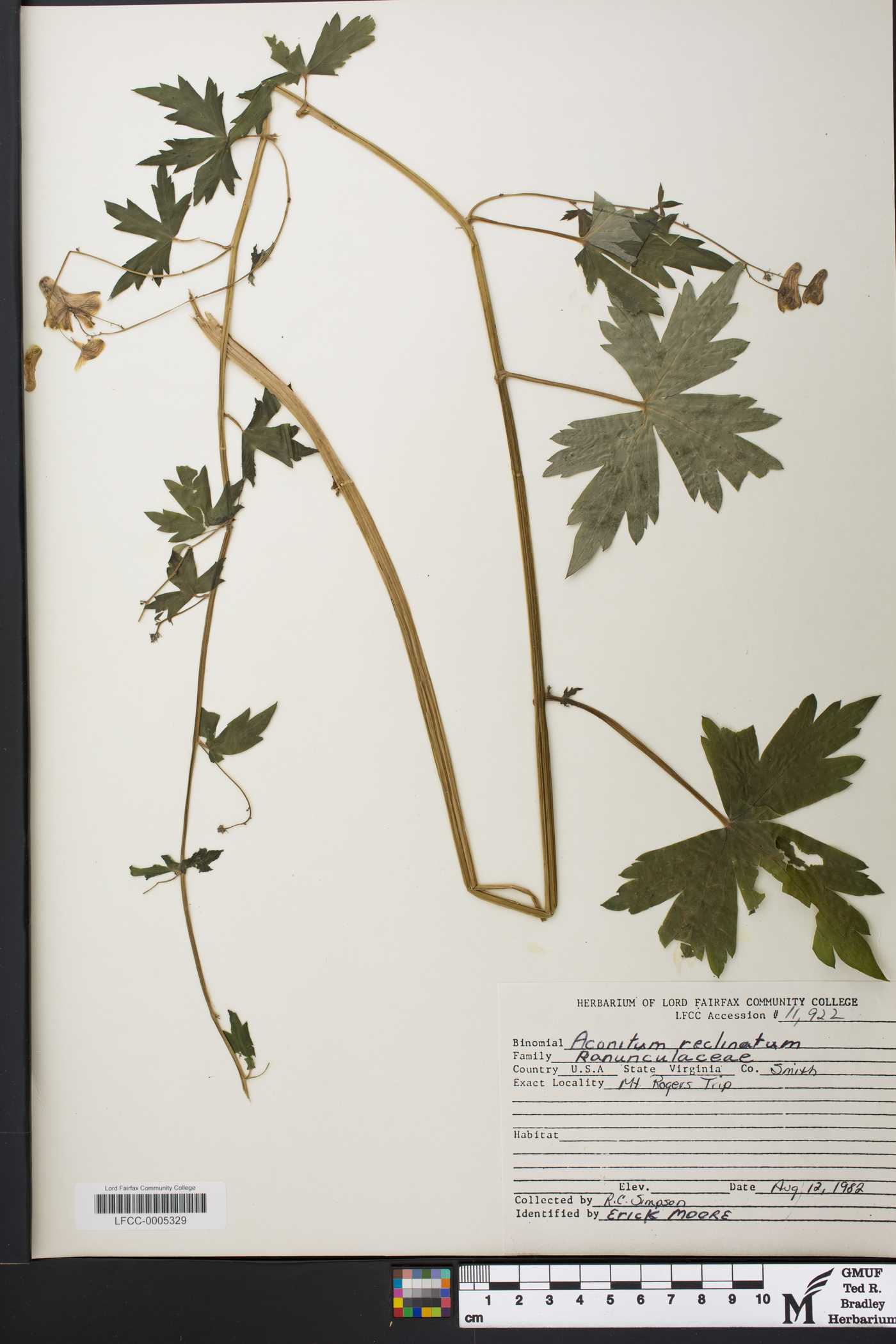 Aconitum reclinatum image