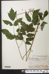 Actaea pachypoda image