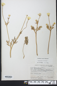 Ranunculus bulbosus image