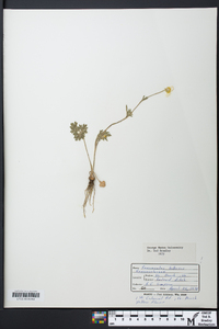 Ranunculus bulbosus image