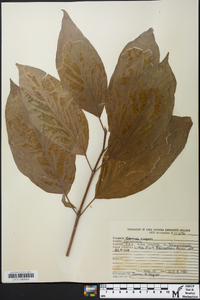 Cornus rugosa image