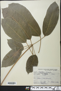 Heptapleurum heptaphyllum image