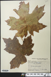 Acer macrophyllum image