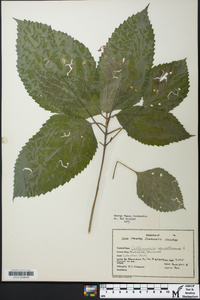 Collinsonia canadensis image