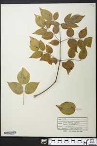 Aralia spinosa image