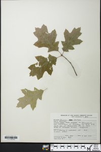 Quercus x robbinsii image