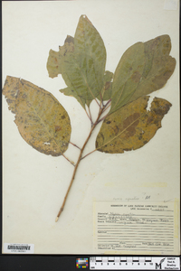 Nyssa aquatica image