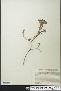 Hypericum fasciculatum image