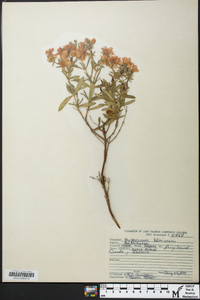 Hypericum kalmianum image