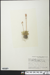 Primula mistassinica image