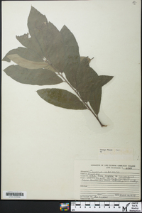 Quercus imbricaria image