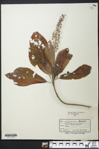 Clethra alnifolia image