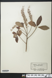 Clethra alnifolia image