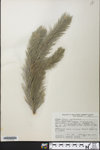 Pinus sylvestris image