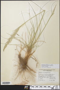 Eragrostis curvula image