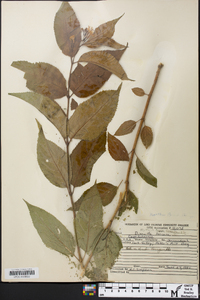 Diervilla lonicera image