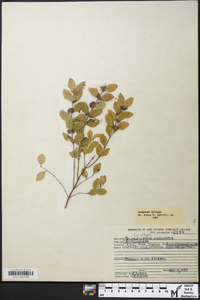 Symphoricarpos orbiculatus image