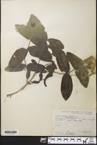 Lonicera dioica image