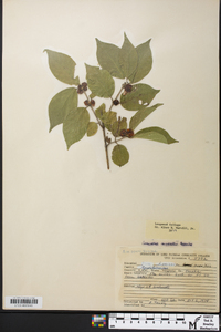 Lonicera maackii image