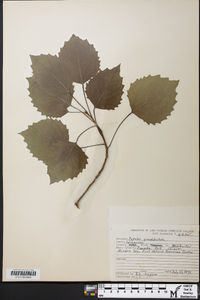 Populus grandidentata image