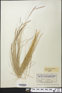 Spartina patens image