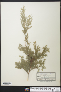 Chamaecyparis thyoides image