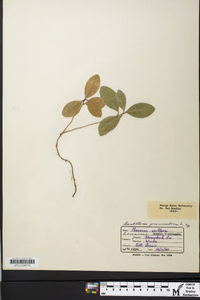 Gaultheria procumbens image