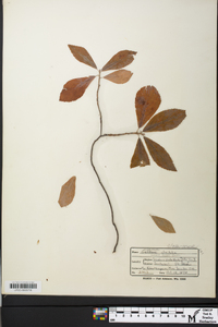 Clethra alnifolia image