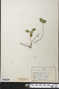 Gaultheria procumbens image