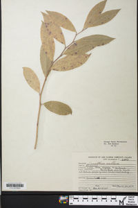 Leucothoe axillaris image