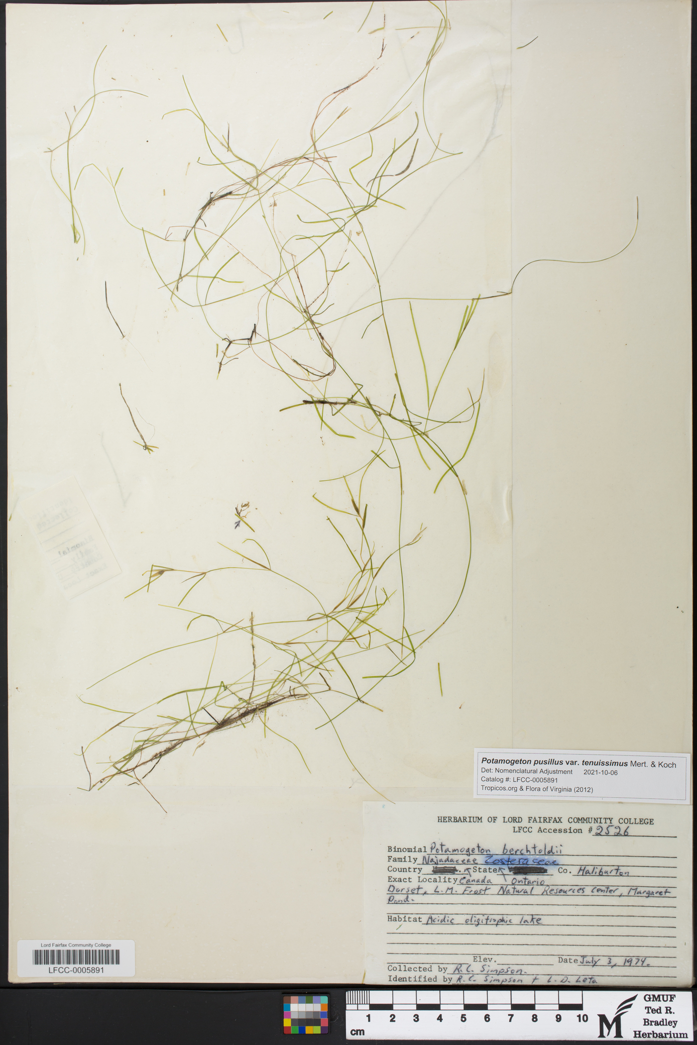 Potamogeton pusillus subsp. tenuissimus image