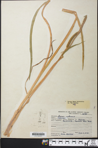 Acorus calamus image