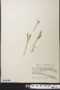 Botrychium minganense image